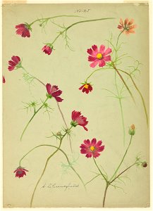 Drawing, Studies- Cosmos, late 19th century (CH 18345119)