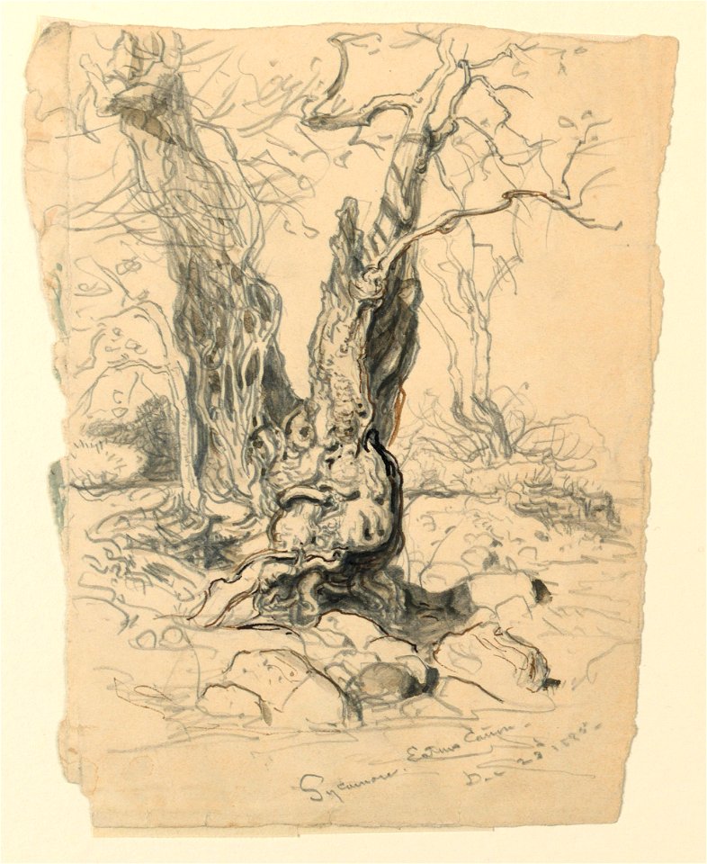 Drawing, Studies. Trees, December 23, 1885 (CH 18368997)