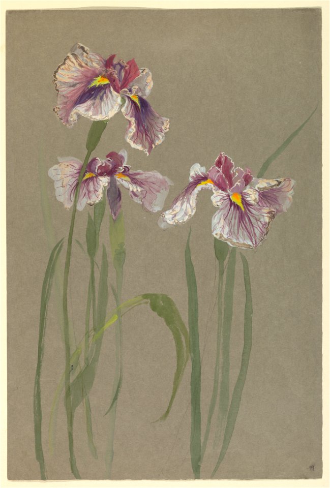 Drawing, Three Studies of Irises, early 20th century (CH 18345065-2)