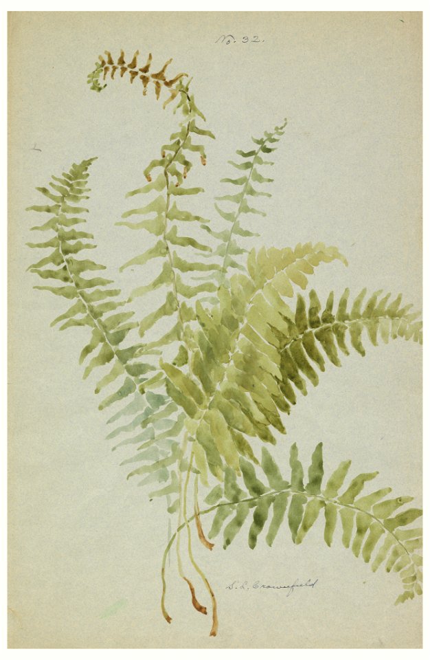 Drawing, Studies of Ferns, early 20th century (CH 18345009)