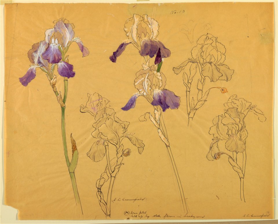 Drawing, Studies- Irises, early 20th century (CH 18345061)