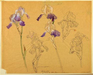 Drawing, Studies- Irises, early 20th century (CH 18345061)