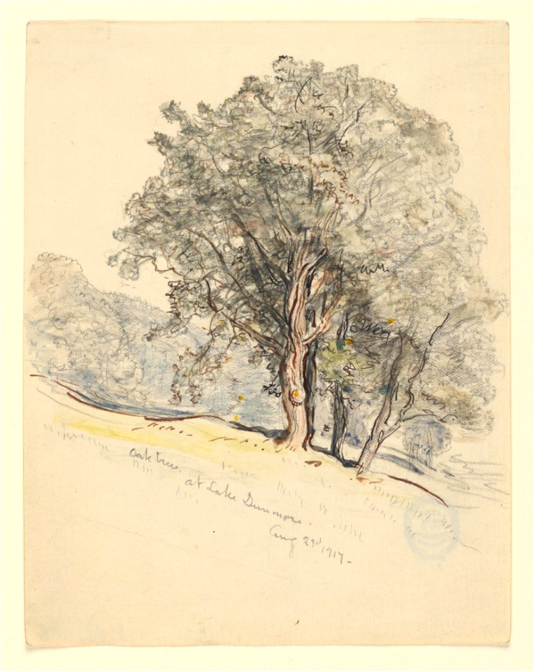 Drawing, Studies. Oak Trees at Lake Dunmore, Vermont., August 23, 1917 (CH 18368863)