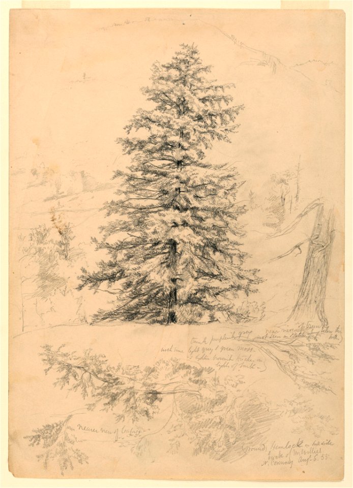 Drawing, Study of a Hemlock, North Conway, New Hampshire, August 6, 1855 (CH 18566383)
