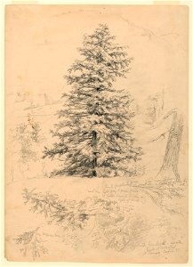 Drawing, Study of a Hemlock, North Conway, New Hampshire, August 6, 1855 (CH 18566383)