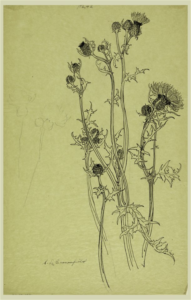 Drawing, Study of Thistle Plants, early 20th century (CH 18345079)