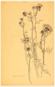Drawing, Study of Thistle Plants, early 20th century (CH 18345079)