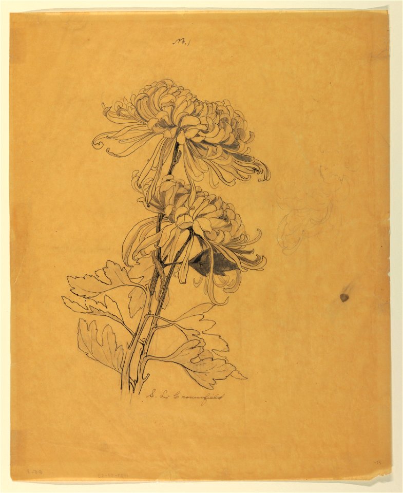 Drawing, Study Of Two Chrysanthemums, Early 20th Century (ch 18345097-2 