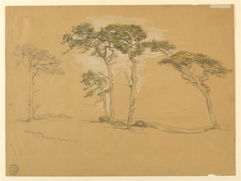 Drawing, Windblown Pines, Pacific Grove. Verso- Pacific Coast road to Point Sur., April 1898 (CH 18369211)