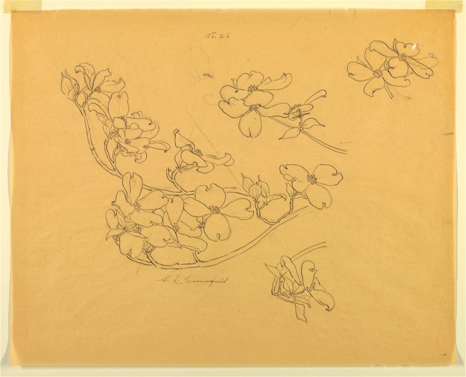 Drawing, Study- Dogwood, early 20th century (CH 18345011)