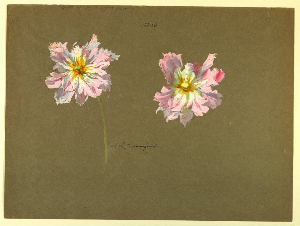 Drawing, Study- Peonies, early 20th century (CH 18345029)
