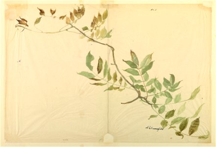 Drawing, Study- Wisteria, early 20th century (CH 18345033)