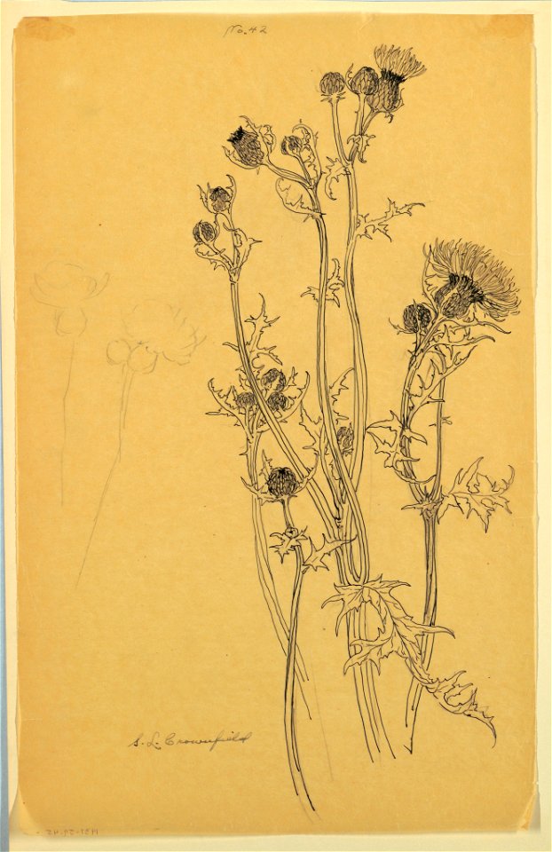 Drawing, Study of Thistle Plants, early 20th century (CH 18345079-2)