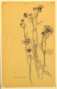 Drawing, Study of Thistle Plants, early 20th century (CH 18345079-2)