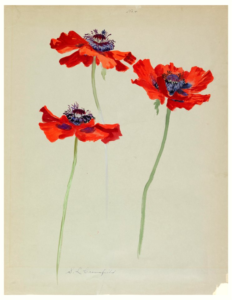 Drawing, Three Studies of Poppies, early 20th century (CH 18345109)