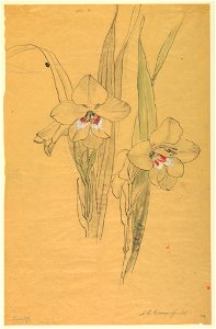 Drawing, Study- Amaryllis, early 20th century (CH 18345055)