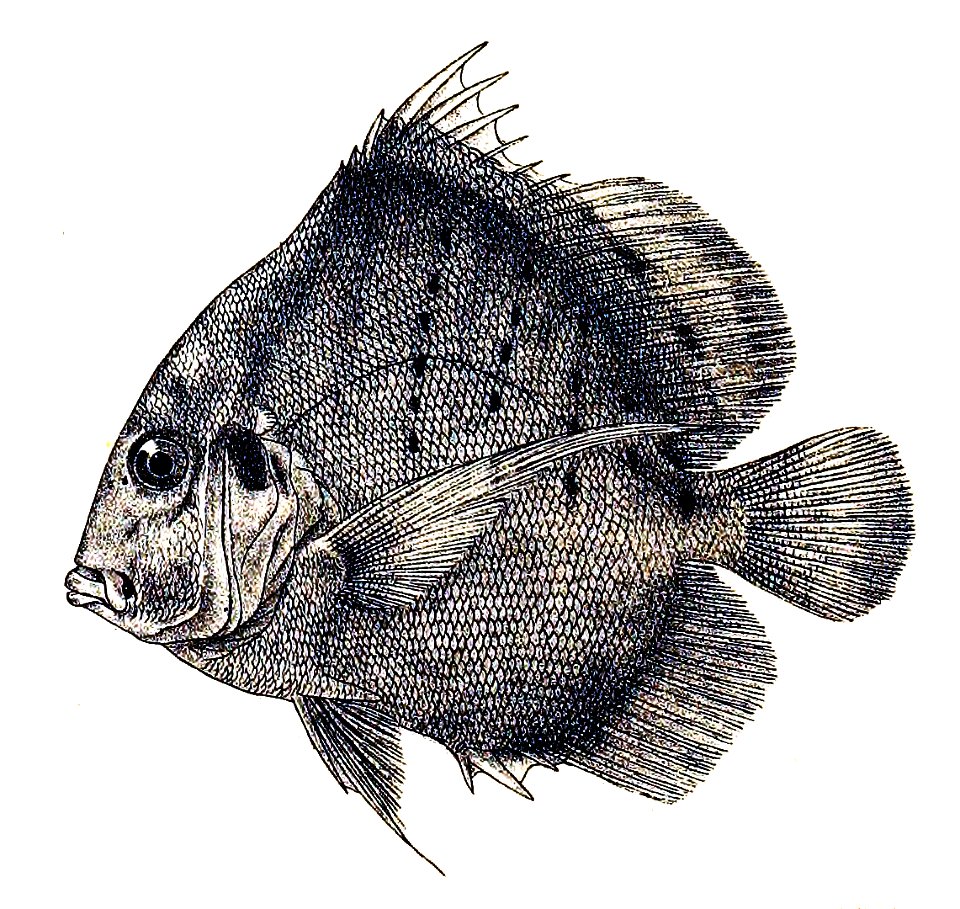 Drepane punctata Ford 29