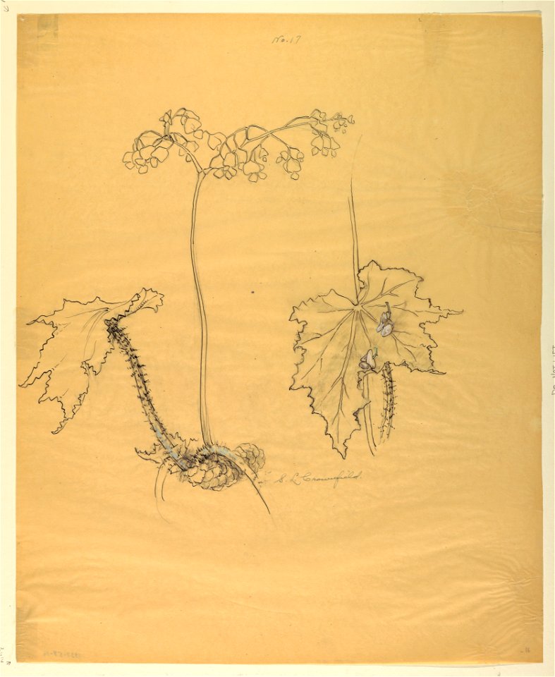 Drawing, Study- Begonia, early 20th century (CH 18345015)