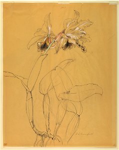 Drawing, Study- Orchid, early 20th century (CH 18345037)