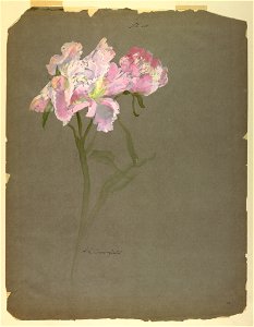 Drawing, Study- Peony Stalk with Blossoms, early 20th century (CH 18345031)