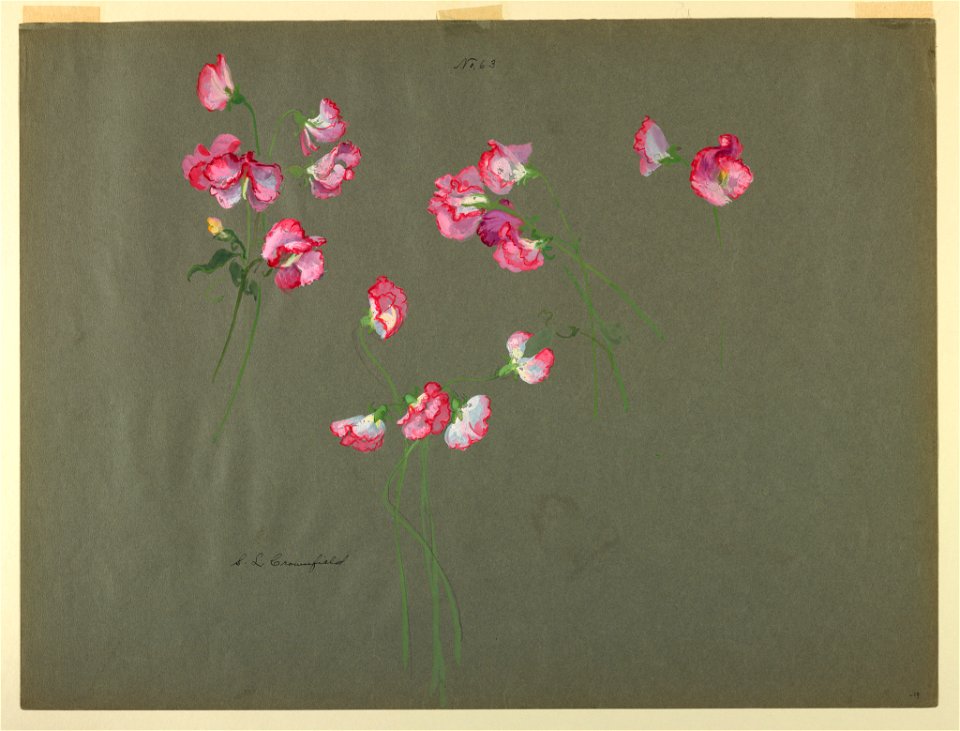 Drawing, Study- Sweet Pea, early 20th century (CH 18345021)