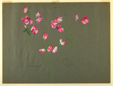 Drawing, Study- Sweet Pea, early 20th century (CH 18345021)