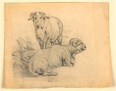 Drawing, Study. Two rams., ca. 1850 (CH 18368985)