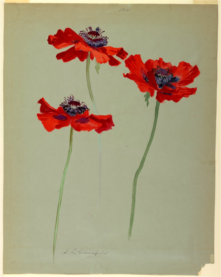 Drawing, Three Studies of Poppies, early 20th century (CH 18345109-2)
