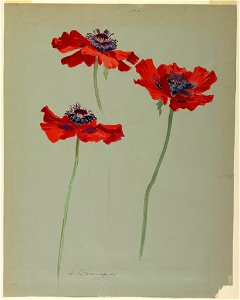 Drawing, Three Studies of Poppies, early 20th century (CH 18345109-2)