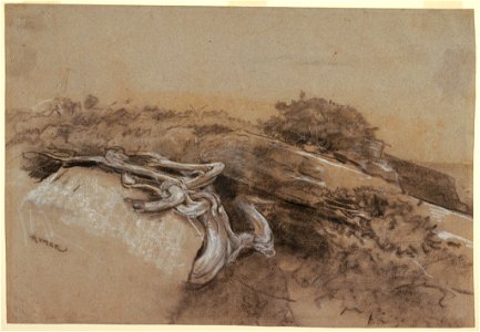 Drawing, Study of Tree Roots, Prout's Neck, Maine, 1883–84 (CH 18175447)