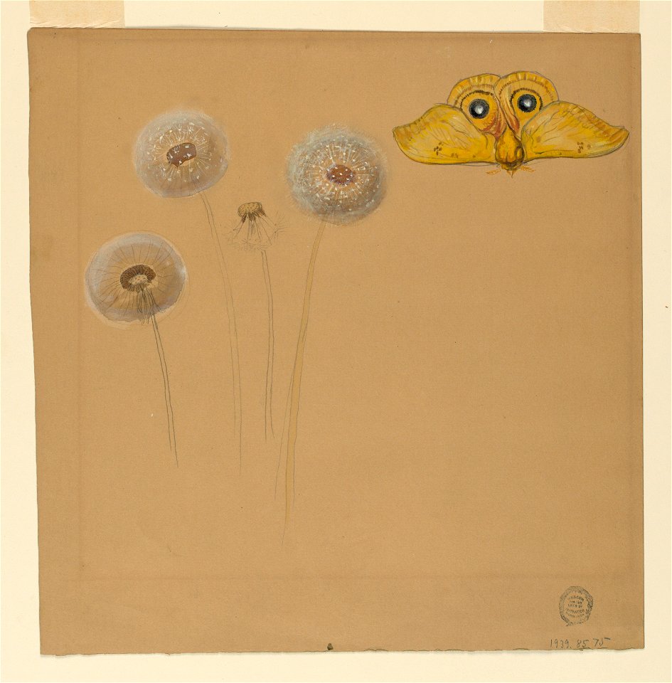 Drawing, Study of White Daisy, Cammomile Stem with Two Petals, and a Cammomile Petal, 1875–90 (CH 18369175)
