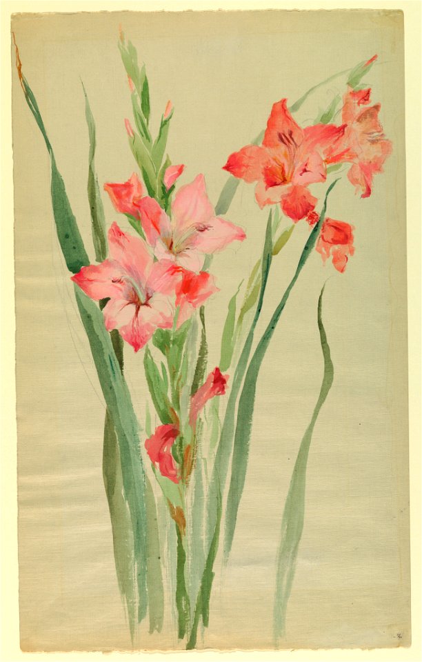 Drawing, Study- Amaryllis, early 20th century (CH 18345059)