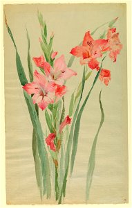 Drawing, Study- Amaryllis, early 20th century (CH 18345059)