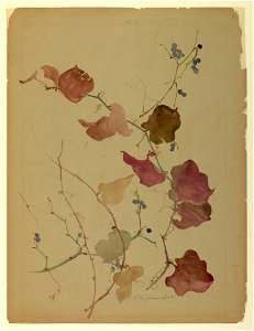 Drawing, Study- Clematis and Blue Berries, early 20th century (CH 18345005)
