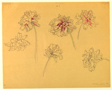 Drawing, Study- Peonies, early 20th century (CH 18345025)