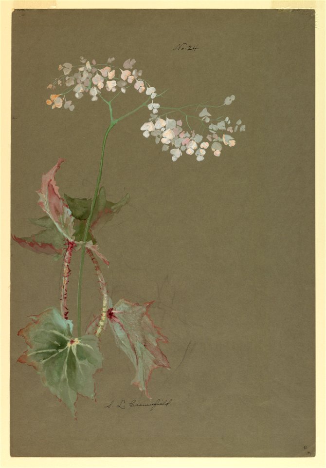 Drawing, Study- Pink Begonia, early 20th century (CH 18345017)