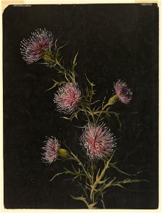 Drawing, Study- Thistles, ca. 1890 (CH 18345067)
