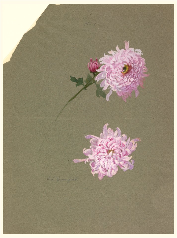 Drawing, Two Studies of Violet Chrysanthemums, early 20th century (CH 18345099)