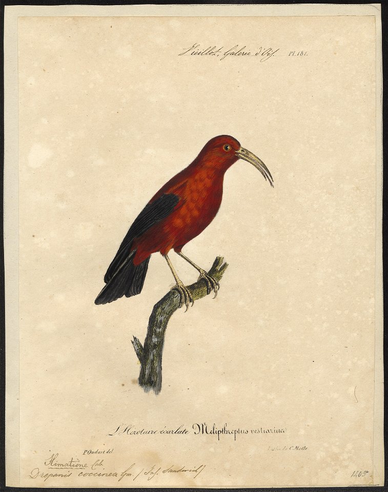 Drepanis coccinea - 1825-1834 - Print - Iconographia Zoologica - Special Collections University of Amsterdam - UBA01 IZ19000231