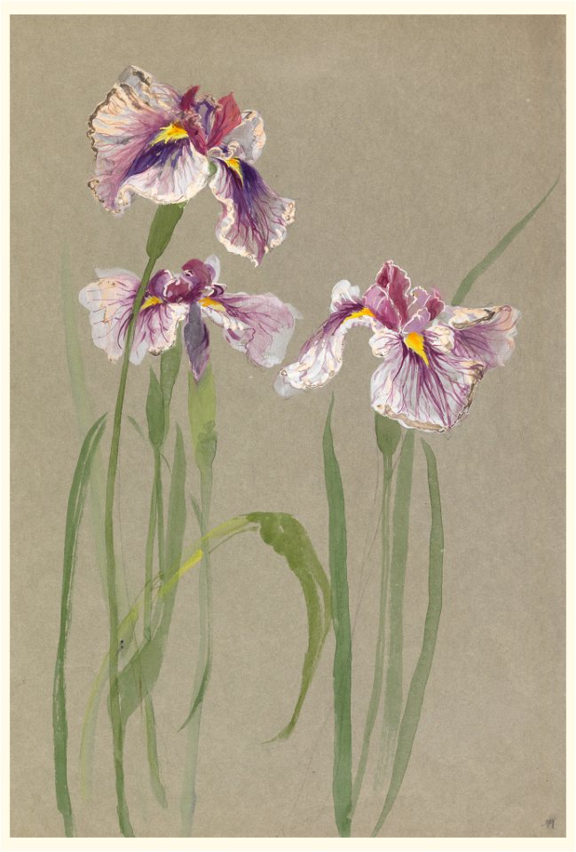 Drawing, Three Studies of Irises, early 20th century (CH 18345065)
