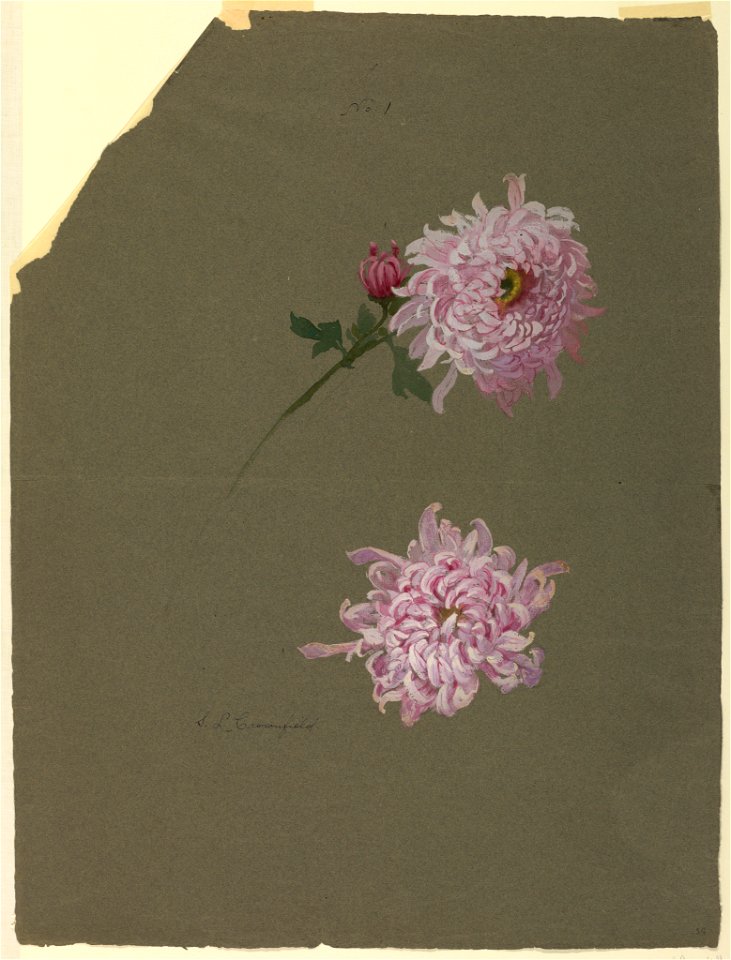 Drawing, Two Studies of Violet Chrysanthemums, early 20th century (CH 18345099-2)
