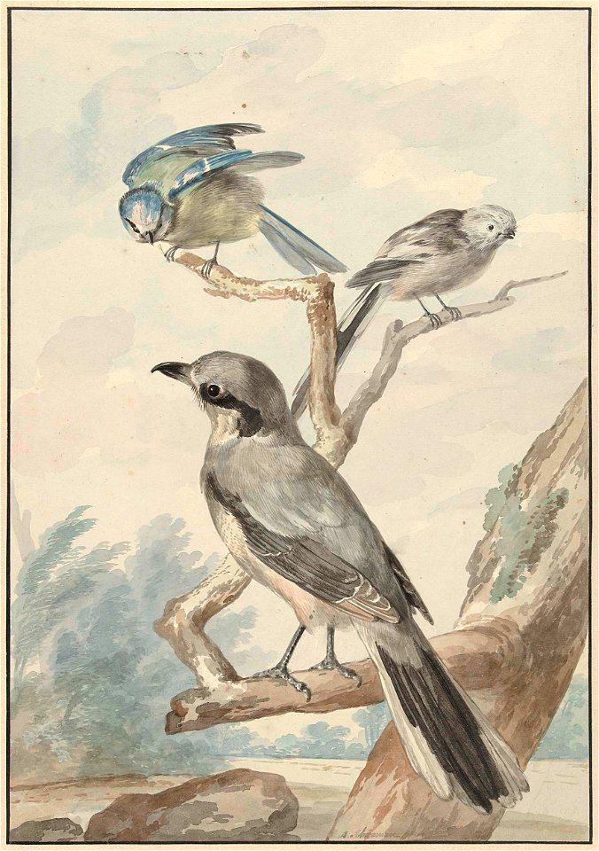 Drie vogels- een Staartmees, een Pimpelmees en een Klapekster of Grote Klauwier
