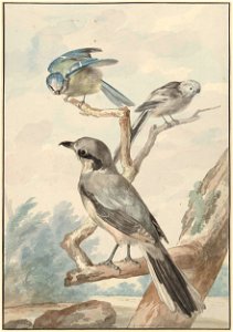 Drie vogels- een Staartmees, een Pimpelmees en een Klapekster of Grote Klauwier