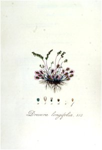 Drosera longifolia — Flora Batava — Volume v7