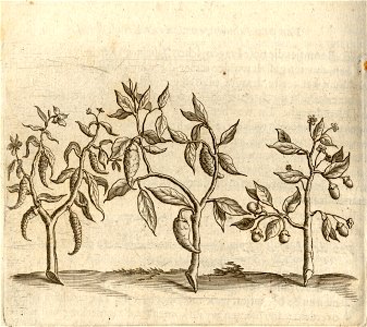Drie Soorten van Pyman - BNA-DIG-KOSTBARE-0427-023