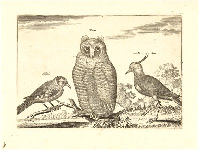 Drie vogels