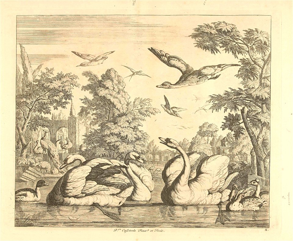 Drie zwanen en andere vogels bij een vijver