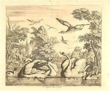 Drie zwanen en andere vogels bij een vijver