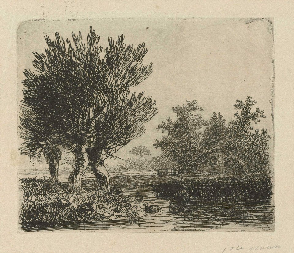 Drie knotwilgen aan een waterkant