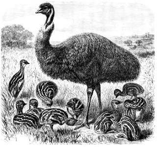 Dromaius novaehollandiae1